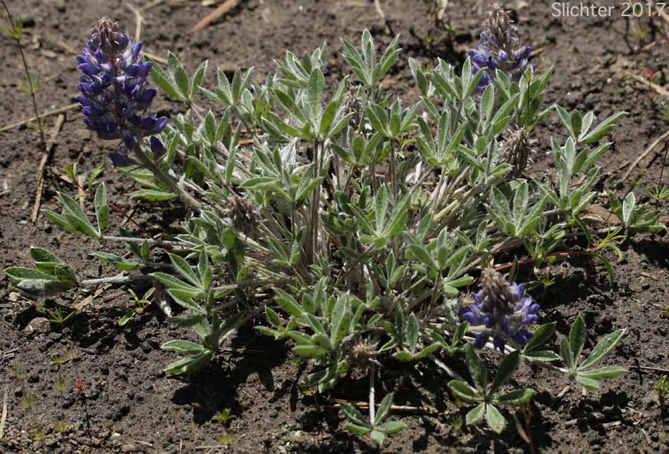 Desert Lupine, Dry Ground Lupine, Prairie Lupine: Lupinus lepidus var. aridus (Synonyms: Lupinus aridus ssp. aridus, Lupinus aridus var. aridus, Lupinus lepidus ssp. aridus, Lupinus volutans)