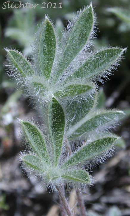 Basal leaves of Desert Lupine, Dry Ground Lupine, Prairie Lupine: Lupinus lepidus var. aridus (Synonyms: Lupinus aridus ssp. aridus, Lupinus aridus var. aridus, Lupinus lepidus ssp. aridus, Lupinus volutans)