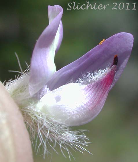 Close-up of the keel of Desert Lupine, Dry Ground Lupine, Prairie Lupine: Lupinus lepidus var. aridus (Synonyms: Lupinus aridus ssp. aridus, Lupinus aridus var. aridus, Lupinus lepidus ssp. aridus, Lupinus volutans)