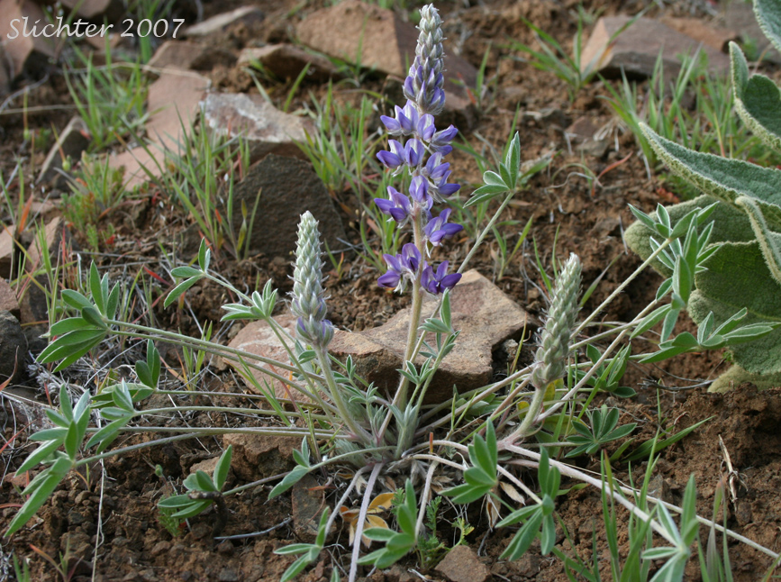 Desert Lupine, Dry Ground Lupine, Prairie Lupine: Lupinus lepidus var. aridus (Synonyms: Lupinus aridus ssp. aridus, Lupinus aridus var. aridus, Lupinus lepidus ssp. aridus, Lupinus volutans)