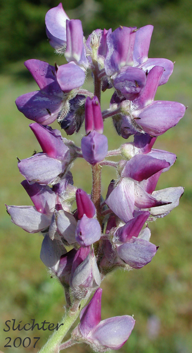 Raceme of Desert Lupine, Dry Ground Lupine, Prairie Lupine: Lupinus lepidus var. aridus (Synonyms: Lupinus aridus ssp. aridus, Lupinus aridus var. aridus, Lupinus lepidus ssp. aridus, Lupinus volutans)