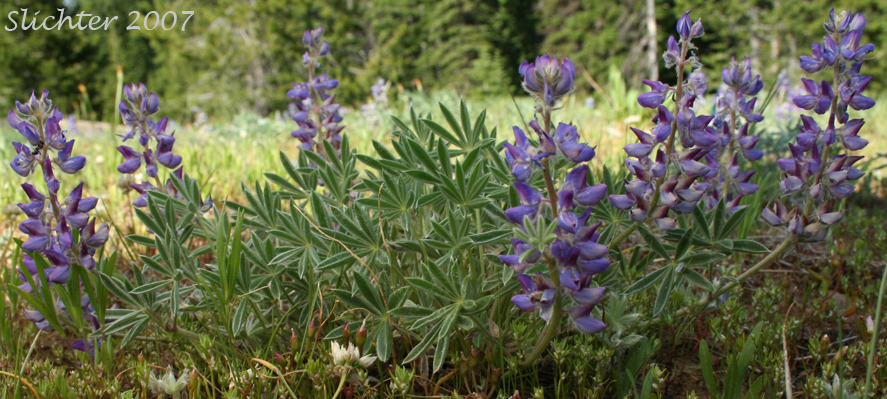 Desert Lupine, Dry Ground Lupine, Prairie Lupine: Lupinus lepidus var. aridus (Synonyms: Lupinus aridus ssp. aridus, Lupinus aridus var. aridus, Lupinus lepidus ssp. aridus, Lupinus volutans)