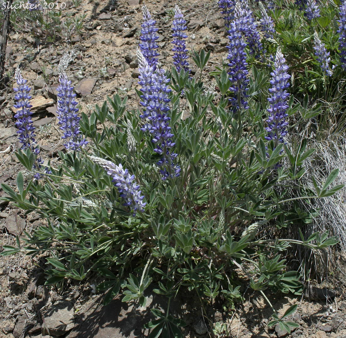 Desert Lupine, Dry Ground Lupine, Prairie Lupine: Lupinus lepidus var. aridus (Synonyms: Lupinus aridus ssp. aridus, Lupinus aridus var. aridus, Lupinus lepidus ssp. aridus, Lupinus volutans)