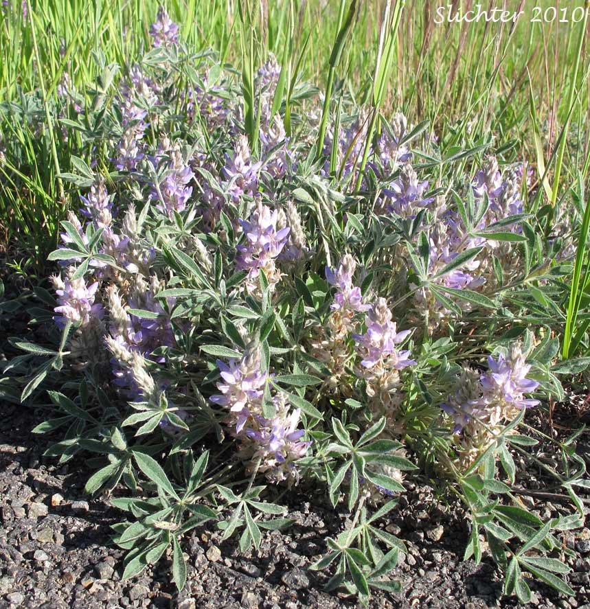 Desert Lupine, Dry Ground Lupine, Prairie Lupine: Lupinus lepidus var. aridus (Synonyms: Lupinus aridus ssp. aridus, Lupinus aridus var. aridus, Lupinus lepidus ssp. aridus, Lupinus volutans)