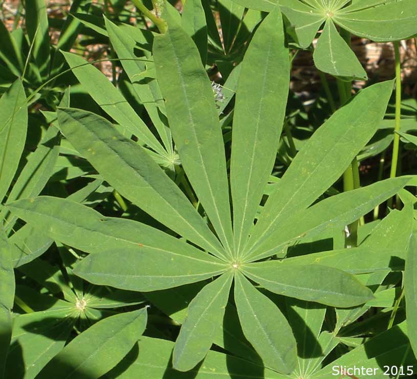 Burke's Lupine, Large-leaved Lupine, Many-leaved Lupine: Lupinus polyphyllus var. burkei (Synonyms: Lupinus burkei, Lupinus burkei ssp. burkei, Lupinus burkei ssp. caeruleomontanus, Lupinus polyphyllus ssp. bernardinus, Lupinus polyphyllus ssp. superbus)