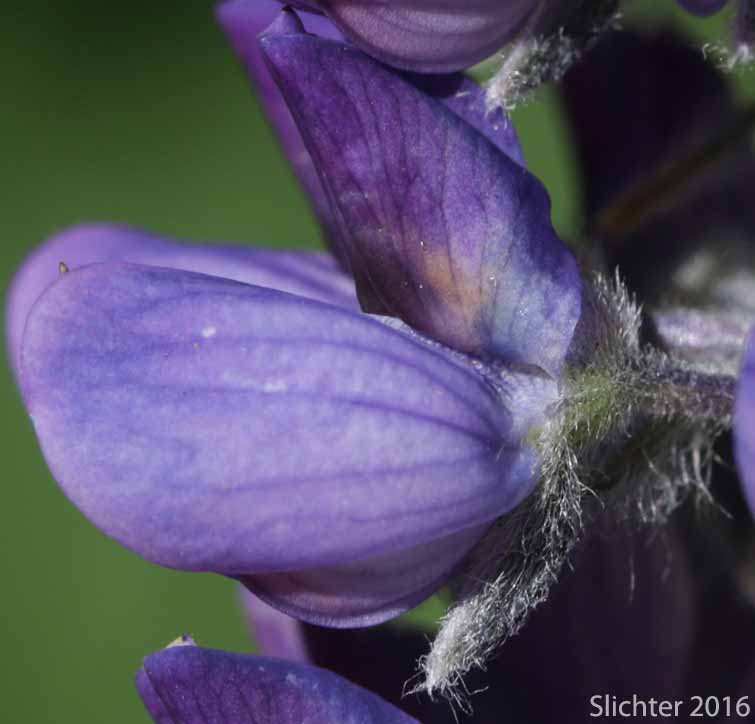 Flower of Burke's Lupine, Large-leaved Lupine, Many-leaved Lupine: Lupinus polyphyllus var. burkei (Synonyms: Lupinus burkei, Lupinus burkei ssp. burkei, Lupinus burkei ssp. caeruleomontanus, Lupinus polyphyllus ssp. bernardinus, Lupinus polyphyllus ssp. superbus)