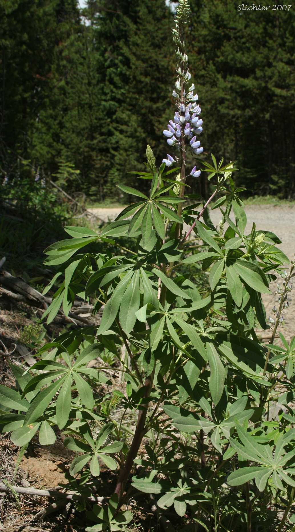Burke's Lupine, Large-leaved Lupine, Many-leaved Lupine: Lupinus polyphyllus var. burkei (Synonyms: Lupinus burkei, Lupinus burkei ssp. burkei, Lupinus burkei ssp. caeruleomontanus, Lupinus polyphyllus ssp. bernardinus, Lupinus polyphyllus ssp. superbus)