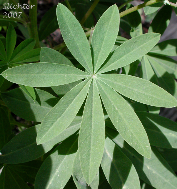 Palmately compound leaf of Burke's Lupine, Large-leaved Lupine, Many-leaved Lupine: Lupinus polyphyllus var. burkei (Synonyms: Lupinus burkei, Lupinus burkei ssp. burkei, Lupinus burkei ssp. caeruleomontanus, Lupinus polyphyllus ssp. bernardinus, Lupinus polyphyllus ssp. superbus)