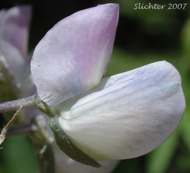 Flower of Burke's Lupine, Large-leaved Lupine, Many-leaved Lupine: Lupinus polyphyllus var. burkei (Synonyms: Lupinus burkei, Lupinus burkei ssp. burkei, Lupinus burkei ssp. caeruleomontanus, Lupinus polyphyllus ssp. bernardinus, Lupinus polyphyllus ssp. superbus)Burke's Lupine, Large-leaved Lupine, Many-leaved Lupine: Lupinus polyphyllus var. burkei (Synonyms: Lupinus burkei, Lupinus burkei ssp. burkei, Lupinus burkei ssp. caeruleomontanus, Lupinus polyphyllus ssp. bernardinus, Lupinus polyphyllus ssp. superbus)