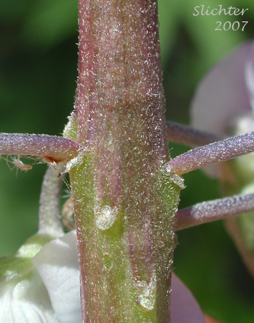 Stem of Burke's Lupine, Large-leaved Lupine, Many-leaved Lupine: Lupinus polyphyllus var. burkei (Synonyms: Lupinus burkei, Lupinus burkei ssp. burkei, Lupinus burkei ssp. caeruleomontanus, Lupinus polyphyllus ssp. bernardinus, Lupinus polyphyllus ssp. superbus)
