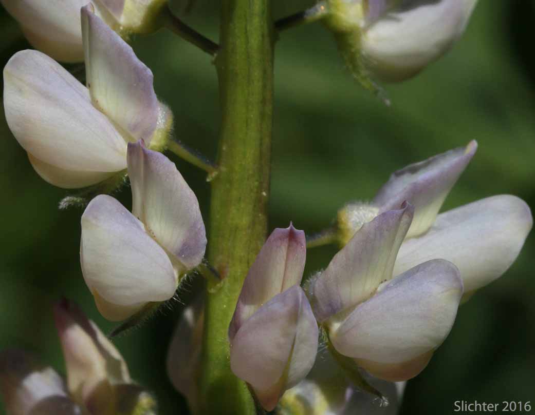 Flowers of Burke's Lupine, Large-leaved Lupine, Many-leaved Lupine: Lupinus polyphyllus var. burkei (Synonyms: Lupinus burkei, Lupinus burkei ssp. burkei, Lupinus burkei ssp. caeruleomontanus, Lupinus polyphyllus ssp. bernardinus, Lupinus polyphyllus ssp. superbus)
