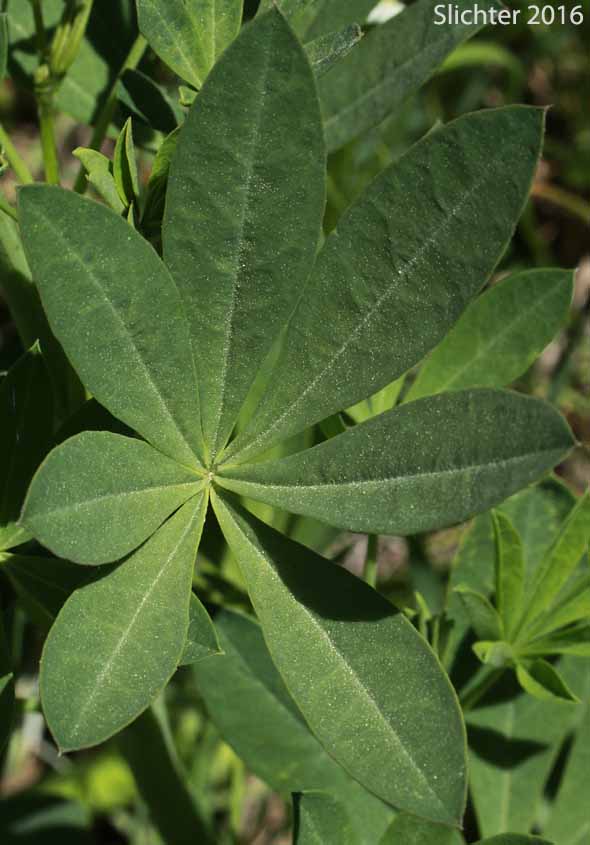 Dorsal leaf surface of Burke's Lupine, Large-leaved Lupine, Many-leaved Lupine: Lupinus polyphyllus var. burkei (Synonyms: Lupinus burkei, Lupinus burkei ssp. burkei, Lupinus burkei ssp. caeruleomontanus, Lupinus polyphyllus ssp. bernardinus, Lupinus polyphyllus ssp. superbus)