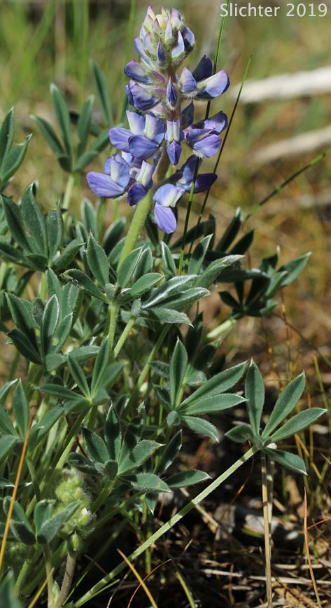 Dwarf Lupine, Pacific Lupine: Lupinus lepidus var. lepidus (Synonyms: Lupinus lepidus ssp. lepidus, Lupinus minimus)