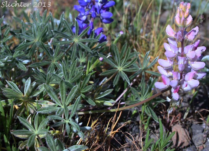 Dwarf Lupine, Pacific Lupine: Lupinus lepidus var. lepidus (Synonyms: Lupinus lepidus ssp. lepidus, Lupinus minimus)