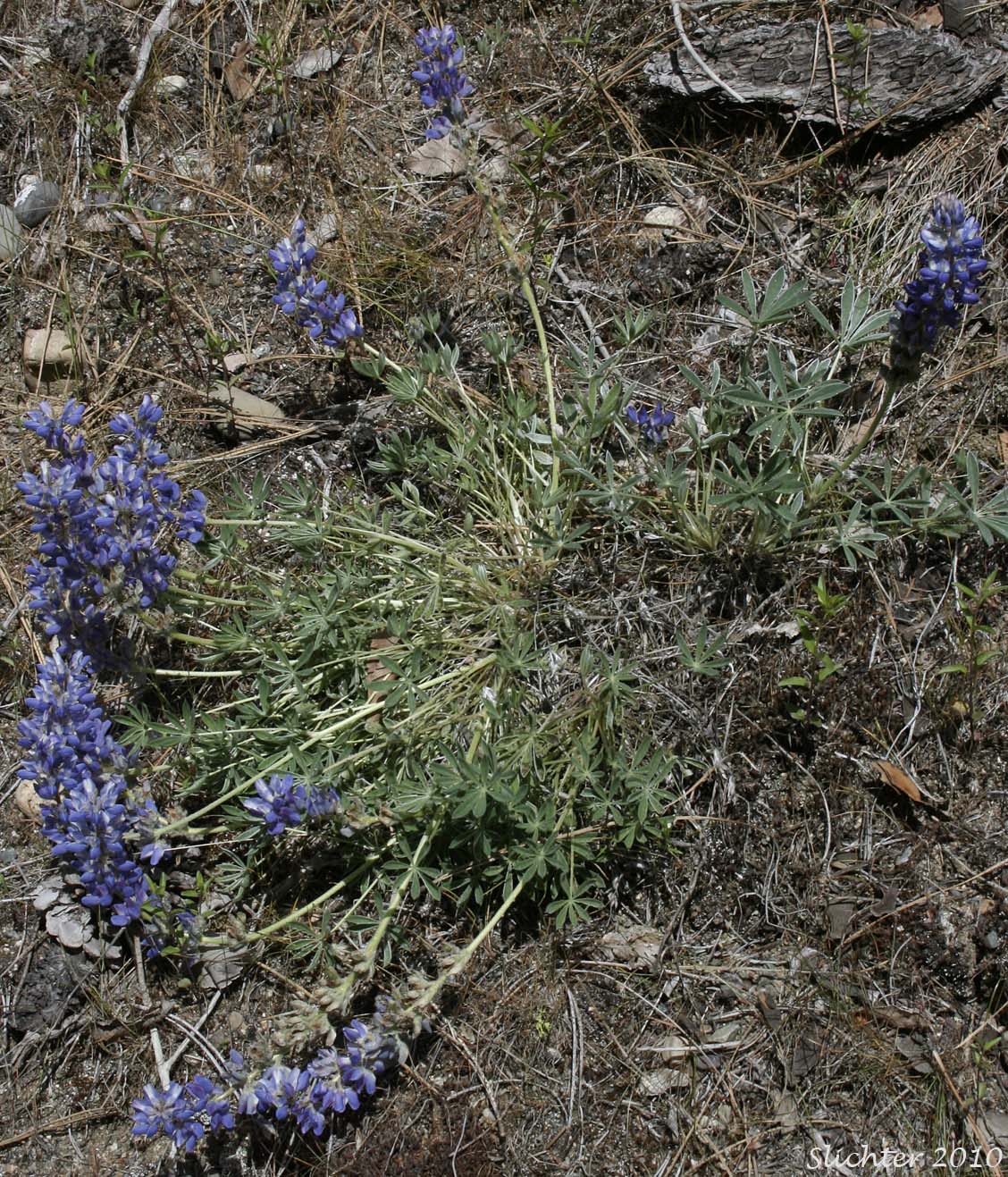 Dwarf Lupine, Pacific Lupine: Lupinus lepidus var. lepidus (Synonyms: Lupinus lepidus ssp. lepidus, Lupinus minmus)