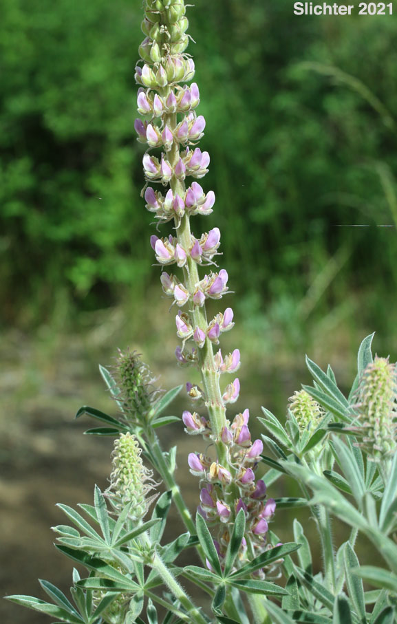 Velvet Lupine, White-leaved Lupine, Wooly-leaved Lupine, Poison Lupine: Lupinus leucophyllus (Synonyms: Lupinus canescens, Lupinus cyaneus, Lupinus enodatus, Lupinus forslingii, Lupinus holosericeus var. amblyophyllus, Lupinus leucophyllus var. belliae, Lupinus leucophyllus var. canescens, Lupinus leucophyllus ssp. erectus, Lupinus leucophyllus ssp. leucophyllus, Lupinus leucophyllus ssp. leucophyllus var. canescens, Lupinus leucophyllus ssp. leucophyllus var. leucophyllus, Lupinus leucophyllus var. leucophyllus, Lupinus leucophyllus var. plumosus, Lupinus leucophyllus var. retrorsus, Lupinus leucophyllus var. tenuispicus, Lupinus macrostachys, Lupinus plumosus, Lupinus retrorsus)