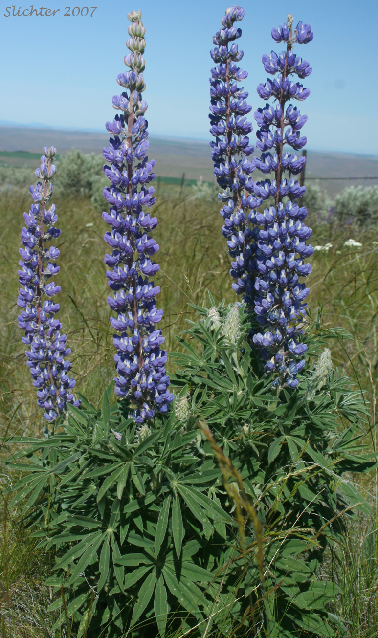 Hybrid of Silky & Velvet Lupine: Lupiknus leucophyllus x sericeus