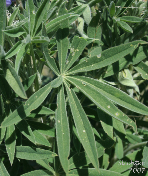 Leaf of Hybrid of Silky & Velvet Lupine: Lupiknus leucophyllus x sericeus