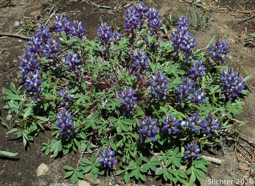 Donner Lake Lupine, Prostrate Lupine: Lupinus lepidus var. lobbii (Synonyms: Lupinus aridus var. lobbii, Lupinus chionophilus, Lupinus lobbii, Lupinus lyallii var. fruticulosus, Lupinus lyallii var. lobbii, Lupinus lyallii ssp. lyallii, Lupinus lyallii ssp. lyallii var. lyallii, Lupinus lyallii ssp. lyallii var. macroflorus, Lupinus lyallii var. lyallii, Lupinus lyallii var. macroflorus, Lupinus lyallii ssp. minutifolius, Lupinus lyallii var. roguensis, Lupinus lyallii var. villosus, Lupinus minutifolius, Lupinus sellulus var. lobbii)