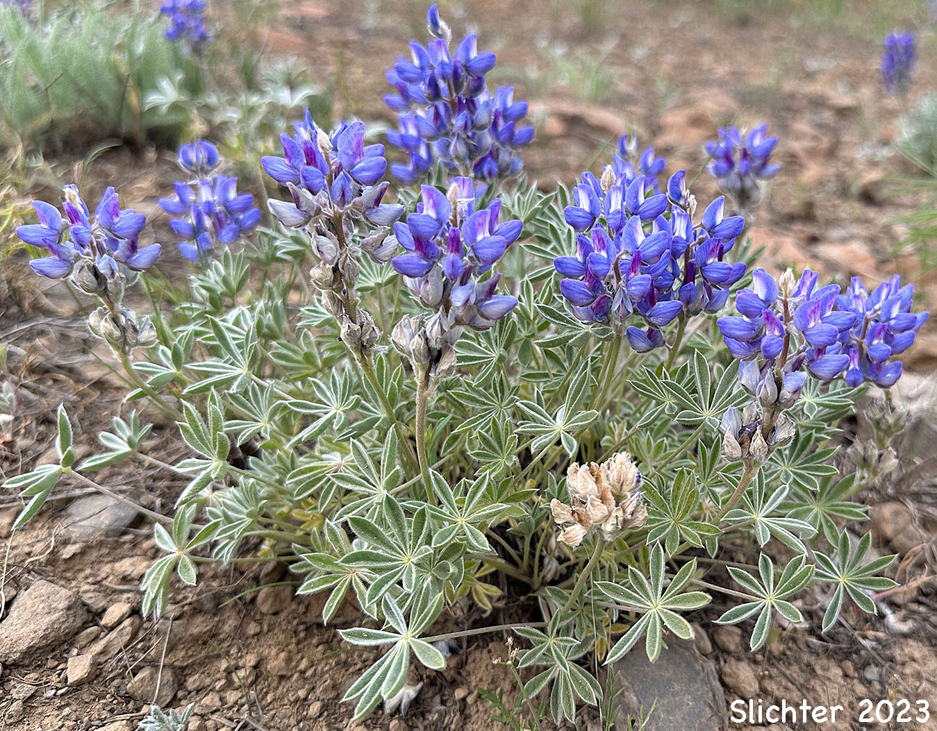 Donner Lake Lupine, Prostrate Lupine: Lupinus lepidus var. lobbii (Synonyms: Lupinus aridus var. lobbii, Lupinus chionophilus, Lupinus lobbii, Lupinus lyallii var. fruticulosus, Lupinus lyallii var. lobbii, Lupinus lyallii ssp. lyallii, Lupinus lyallii ssp. lyallii var. lyallii, Lupinus lyallii ssp. lyallii var. macroflorus, Lupinus lyallii var. lyallii, Lupinus lyallii var. macroflorus, Lupinus lyallii ssp. minutifolius, Lupinus lyallii var. roguensis, Lupinus lyallii var. villosus, Lupinus minutifolius, Lupinus sellulus var. lobbii)