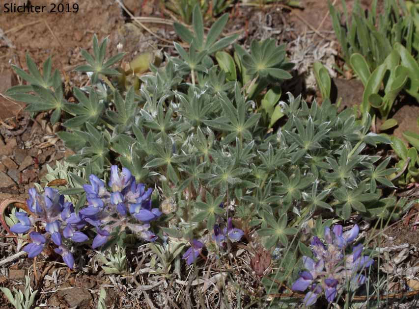 Donner Lake Lupine, Prostrate Lupine: Lupinus lepidus var. lobbii (Synonyms: Lupinus aridus var. lobbii, Lupinus chionophilus, Lupinus lobbii, Lupinus lyallii var. fruticulosus, Lupinus lyallii var. lobbii, Lupinus lyallii ssp. lyallii, Lupinus lyallii ssp. lyallii var. lyallii, Lupinus lyallii ssp. lyallii var. macroflorus, Lupinus lyallii var. lyallii, Lupinus lyallii var. macroflorus, Lupinus lyallii ssp. minutifolius, Lupinus lyallii var. roguensis, Lupinus lyallii var. villosus, Lupinus minutifolius, Lupinus sellulus var. lobbii)