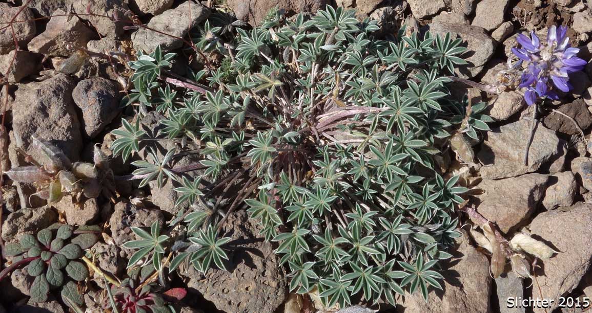 Donner Lake Lupine, Prostrate Lupine: Lupinus lepidus var. lobbii (Synonyms: Lupinus aridus var. lobbii, Lupinus chionophilus, Lupinus lobbii, Lupinus lyallii var. fruticulosus, Lupinus lyallii var. lobbii, Lupinus lyallii ssp. lyallii, Lupinus lyallii ssp. lyallii var. lyallii, Lupinus lyallii ssp. lyallii var. macroflorus, Lupinus lyallii var. lyallii, Lupinus lyallii var. macroflorus, Lupinus lyallii ssp. minutifolius, Lupinus lyallii var. roguensis, Lupinus lyallii var. villosus, Lupinus minutifolius, Lupinus sellulus var. lobbii)