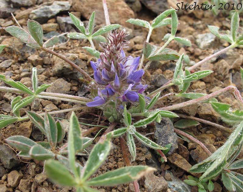 Donner Lake Lupine, Prostrate Lupine: Lupinus lepidus var. lobbii (Synonyms: Lupinus aridus var. lobbii, Lupinus chionophilus, Lupinus lobbii, Lupinus lyallii var. fruticulosus, Lupinus lyallii var. lobbii, Lupinus lyallii ssp. lyallii, Lupinus lyallii ssp. lyallii var. lyallii, Lupinus lyallii ssp. lyallii var. macroflorus, Lupinus lyallii var. lyallii, Lupinus lyallii var. macroflorus, Lupinus lyallii ssp. minutifolius, Lupinus lyallii var. roguensis, Lupinus lyallii var. villosus, Lupinus minutifolius, Lupinus sellulus var. lobbii)