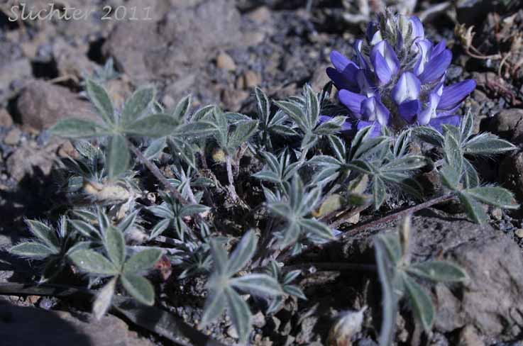 Donner Lake Lupine, Prostrate Lupine: Lupinus lepidus var. lobbii (Synonyms: Lupinus aridus var. lobbii, Lupinus chionophilus, Lupinus lobbii, Lupinus lyallii var. fruticulosus, Lupinus lyallii var. lobbii, Lupinus lyallii ssp. lyallii, Lupinus lyallii ssp. lyallii var. lyallii, Lupinus lyallii ssp. lyallii var. macroflorus, Lupinus lyallii var. lyallii, Lupinus lyallii var. macroflorus, Lupinus lyallii ssp. minutifolius, Lupinus lyallii var. roguensis, Lupinus lyallii var. villosus, Lupinus minutifolius, Lupinus sellulus var. lobbii)