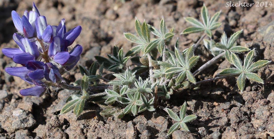 Donner Lake Lupine, Prostrate Lupine: Lupinus lepidus var. lobbii (Synonyms: Lupinus aridus var. lobbii, Lupinus chionophilus, Lupinus lobbii, Lupinus lyallii var. fruticulosus, Lupinus lyallii var. lobbii, Lupinus lyallii ssp. lyallii, Lupinus lyallii ssp. lyallii var. lyallii, Lupinus lyallii ssp. lyallii var. macroflorus, Lupinus lyallii var. lyallii, Lupinus lyallii var. macroflorus, Lupinus lyallii ssp. minutifolius, Lupinus lyallii var. roguensis, Lupinus lyallii var. villosus, Lupinus minutifolius, Lupinus sellulus var. lobbii)
