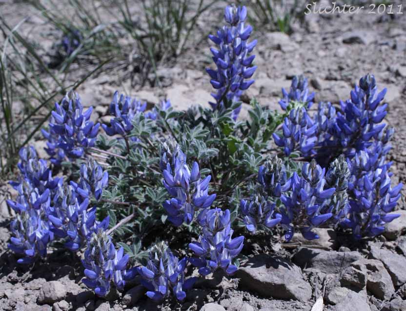 Donner Lake Lupine, Prostrate Lupine: Lupinus lepidus var. lobbii (Synonyms: Lupinus aridus var. lobbii, Lupinus chionophilus, Lupinus lobbii, Lupinus lyallii var. fruticulosus, Lupinus lyallii var. lobbii, Lupinus lyallii ssp. lyallii, Lupinus lyallii ssp. lyallii var. lyallii, Lupinus lyallii ssp. lyallii var. macroflorus, Lupinus lyallii var. lyallii, Lupinus lyallii var. macroflorus, Lupinus lyallii ssp. minutifolius, Lupinus lyallii var. roguensis, Lupinus lyallii var. villosus, Lupinus minutifolius, Lupinus sellulus var. lobbii)