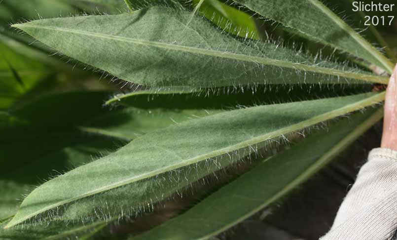 Lower surface of the leaflets of Hairy Big-leaf Lupine, Large-leaved Lupine: Lupinus polyphyllus var. prunophilus (Synonyms: Lupius arcticus var. prunophilus, Lupinus garfieldensis, Lupinus prunophilus, Lupius wyethii var. prunophilus) - In Oregon, this taxa includes Wyeth's lupine (Lupinus wyethii)