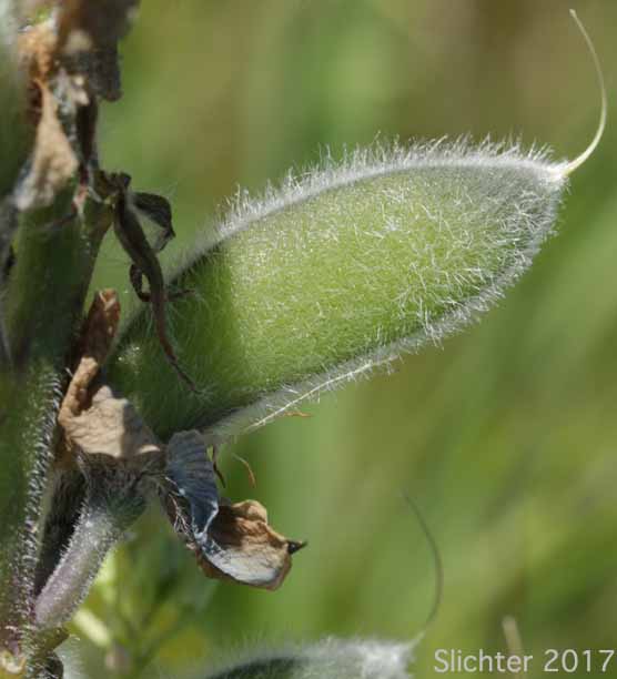 Fruit of Hairy Big-leaf Lupine, Large-leaved Lupine: Lupinus polyphyllus var. prunophilus (Synonyms: Lupius arcticus var. prunophilus, Lupinus garfieldensis, Lupinus prunophilus, Lupius wyethii var. prunophilus) - In Oregon, this taxa includes Wyeth's lupine (Lupinus wyethii)