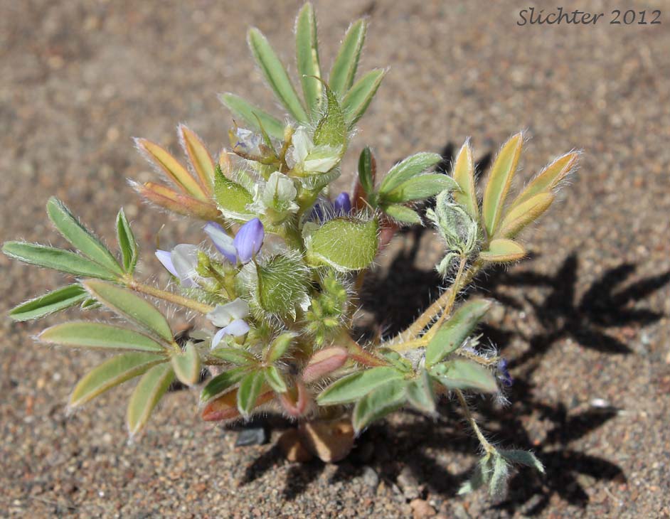 Rusty Lupine, Low Lupine, Small Lupine: Lupinus pusillus var. intermontanus (Synonym: Lupinus pusillus ssp. intermontanus)