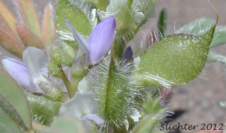 Flowers and pods of Rusty Lupine, Low Lupine, Small Lupine: Lupinus pusillus var. intermontanus (Synonym: Lupinus pusillus ssp. intermontanus)