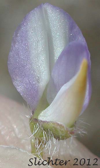 Flower of Rusty Lupine, Low Lupine, Small Lupine: Lupinus pusillus var. intermontanus (Synonym: Lupinus pusillus ssp. intermontanus)