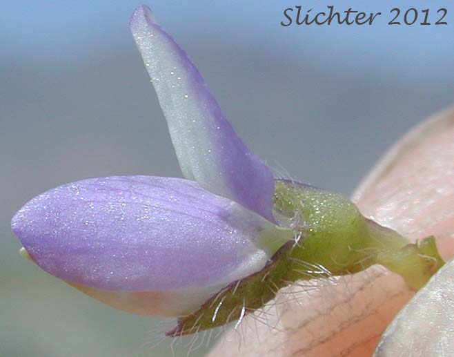 Close-up sideview of a flower of Rusty Lupine, Low Lupine, Small Lupine: Lupinus pusillus var. intermontanus (Synonym: Lupinus pusillus ssp. intermontanus)