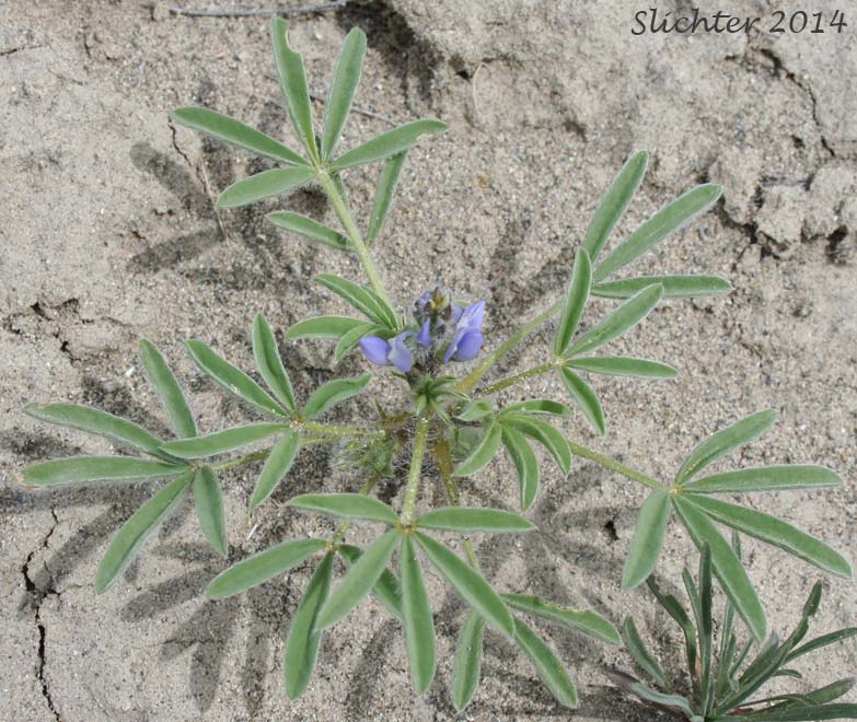 Rusty Lupine, Low Lupine, Small Lupine: Lupinus pusillus var. intermontanus (Synonym: Lupinus pusillus ssp. intermontanus)