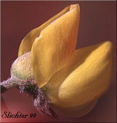 Close-up sideview of a flower of Sabin's Lupine: Lupinus sabinianus (Synonyms: Lupinus sabinii, Lupinus sericeus ssp. sabinei)