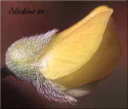 Close-up view of the calyx and corolla of Sabin's Lupine: Lupinus sabinianus (Synonyms: Lupinus sabinii, Lupinus sericeus ssp. sabinei)