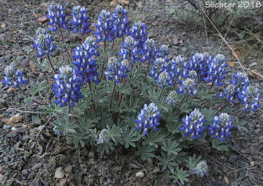 Meadow Lupine, Rock Lupine, Stony-ground Lupine: Lupinus polyphyllus var. saxosus (Synonyms: Lupinus saxosus, Lupinus saxosus var. saxosus, Lupins saxosus var. subsericeus, Lupinus subsericeus)