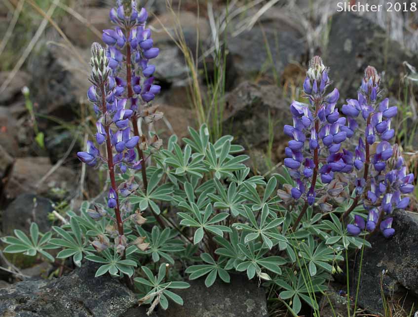 Meadow Lupine, Rock Lupine, Stony-ground Lupine: Lupinus polyphyllus var. saxosus (Synonyms: Lupinus saxosus, Lupinus saxosus var. saxosus, Lupins saxosus var. subsericeus, Lupinus subsericeus)