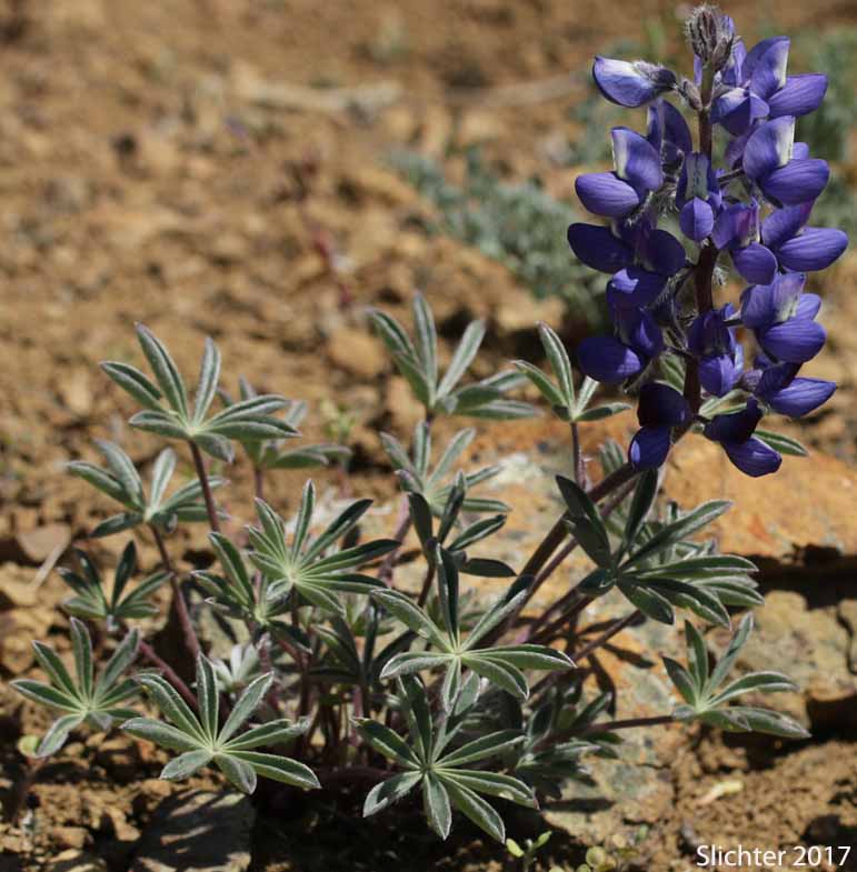 Meadow Lupine, Rock Lupine, Stony-ground Lupine: Lupinus polyphyllus var. saxosus (Synonyms: Lupinus saxosus, Lupinus saxosus var. saxosus, Lupins saxosus var. subsericeus, Lupinus subsericeus)