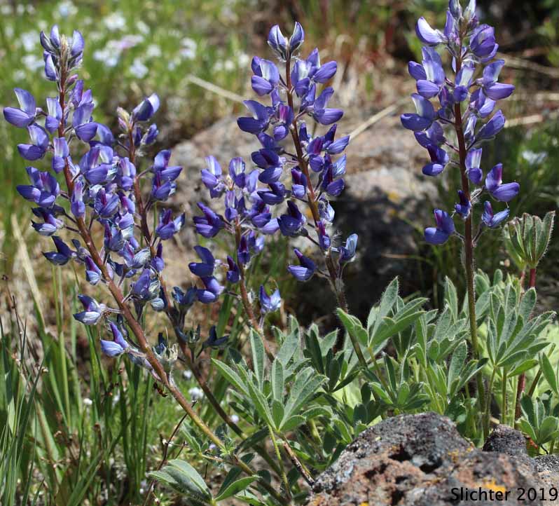 Meadow Lupine, Rock Lupine, Stony-ground Lupine: Lupinus polyphyllus var. saxosus (Synonyms: Lupinus saxosus, Lupinus saxosus var. saxosus, Lupins saxosus var. subsericeus, Lupinus subsericeus)