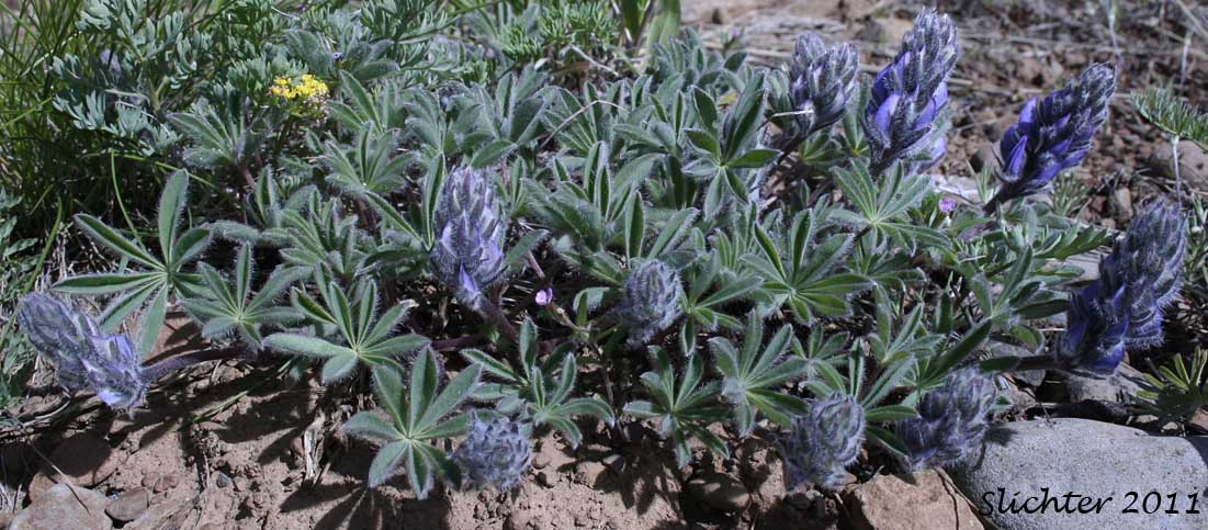 Meadow Lupine, Rock Lupine, Stony-ground Lupine: Lupinus polyphyllus var. saxosus (Synonyms: Lupinus saxosus, Lupinus saxosus var. saxosus, Lupins saxosus var. subsericeus, Lupinus subsericeus)