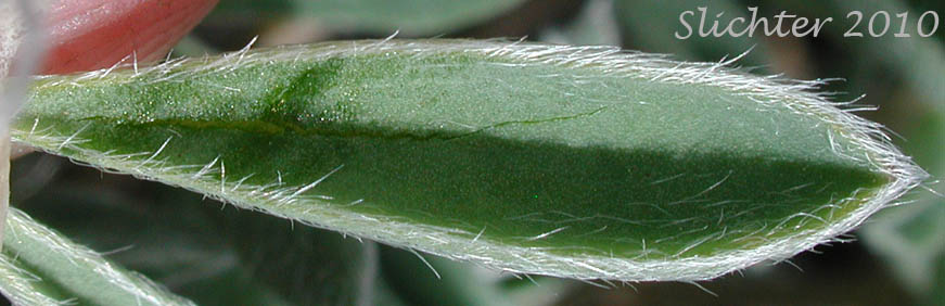 Dorsal surface of a leaflet of Meadow Lupine, Rock Lupine, Stony-ground Lupine: Lupinus polyphyllus var. saxosus (Synonyms: Lupinus saxosus, Lupinus saxosus var. saxosus, Lupins saxosus var. subsericeus, Lupinus subsericeus)