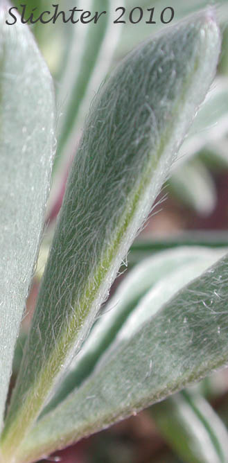 Ventral surface of a leaflet of Meadow Lupine, Rock Lupine, Stony-ground Lupine: Lupinus polyphyllus var. saxosus (Synonyms: Lupinus saxosus, Lupinus saxosus var. saxosus, Lupins saxosus var. subsericeus, Lupinus subsericeus)