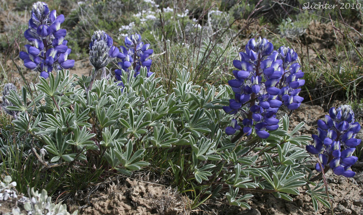 Meadow Lupine, Rock Lupine, Stony-ground Lupine: Lupinus polyphyllus var. saxosus (Synonyms: Lupinus saxosus, Lupinus saxosus var. saxosus, Lupins saxosus var. subsericeus, Lupinus subsericeus)