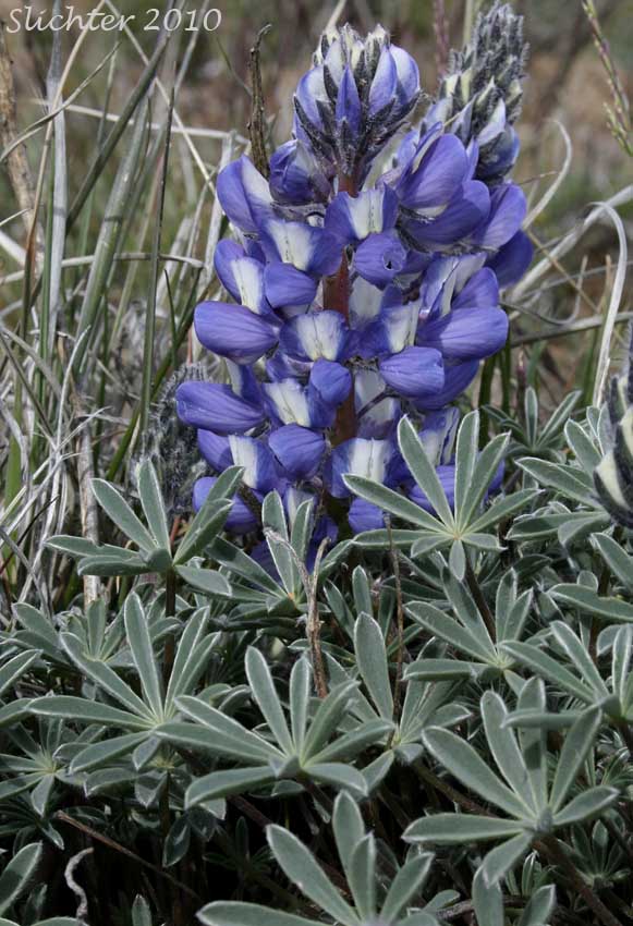 Meadow Lupine, Rock Lupine, Stony-ground Lupine: Lupinus polyphyllus var. saxosus (Synonyms: Lupinus saxosus, Lupinus saxosus var. saxosus, Lupins saxosus var. subsericeus, Lupinus subsericeus)