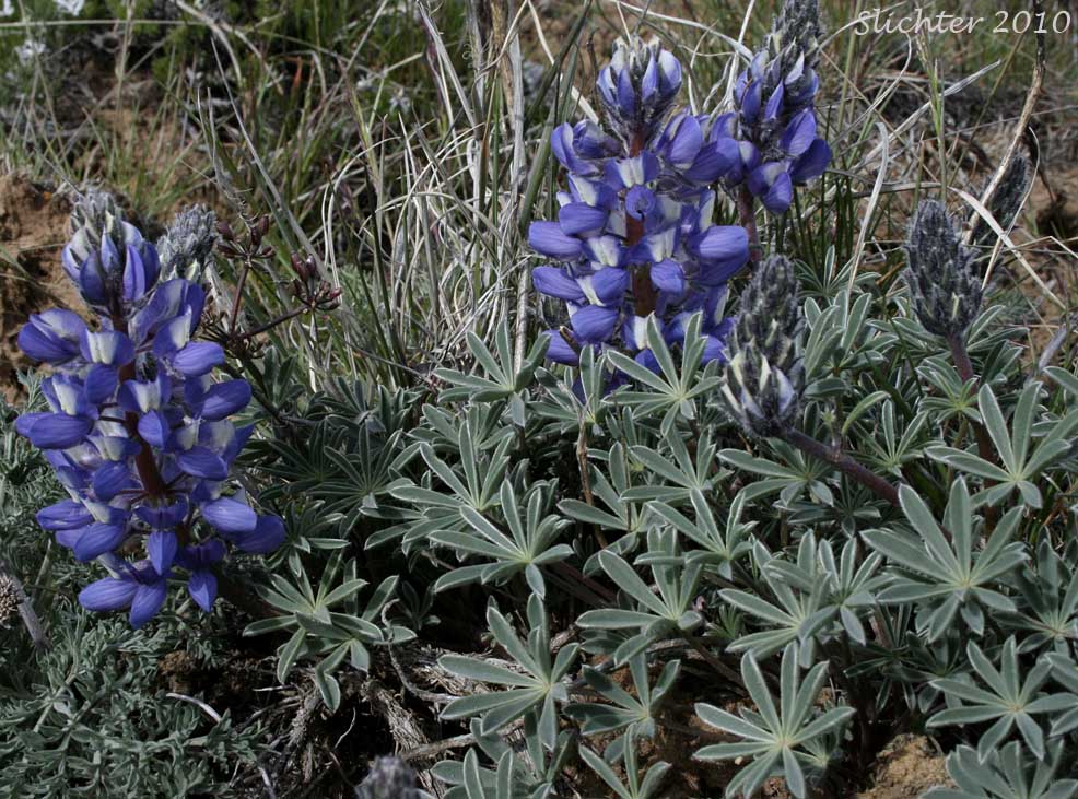 Meadow Lupine, Rock Lupine, Stony-ground Lupine: Lupinus polyphyllus var. saxosus (Synonyms: Lupinus saxosus, Lupinus saxosus var. saxosus, Lupins saxosus var. subsericeus, Lupinus subsericeus)