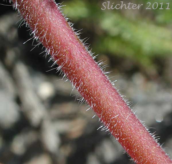 Close-up of the stem hairs of Meadow Lupine, Rock Lupine, Stony-ground Lupine: Lupinus polyphyllus var. saxosus (Synonyms: Lupinus saxosus, Lupinus saxosus var. saxosus, Lupins saxosus var. subsericeus, Lupinus subsericeus)